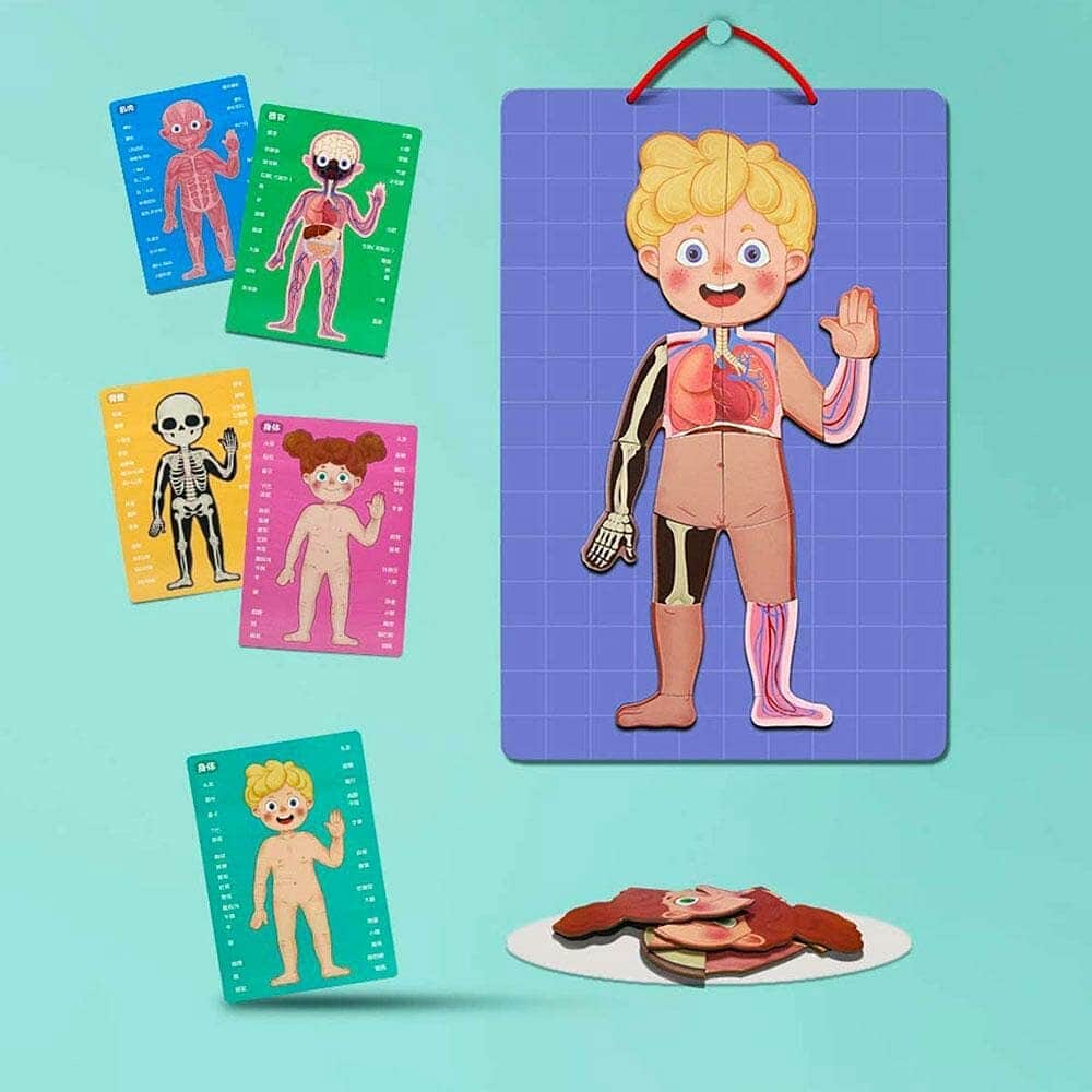 BODY MYSTERY MAGNETIC STICK - 90 pcs - بازل جسم الإنسان مغناطيسي -  90 قطعة