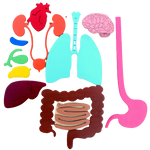 Load image into Gallery viewer, Human Body 93cm (skeleton and organs), Anatomy board, Human body Montessori science play set - جسم الإنسان كامل 93 سم
