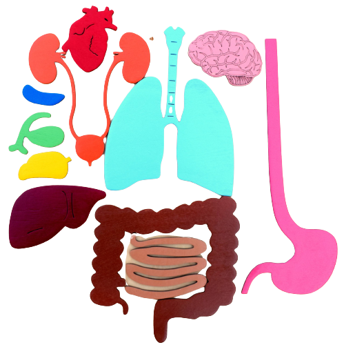 Human Body 93cm (skeleton and organs), Anatomy board, Human body Montessori science play set - جسم الإنسان كامل 93 سم