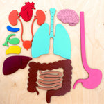 Load image into Gallery viewer, Human Body 63cm (skeleton and organs), Anatomy board, Human body Montessori science play set. - جسم الإنسان كامل 63 سم
