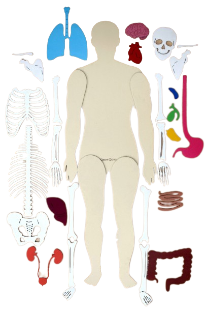 Human Body 63cm (skeleton and organs), Anatomy board, Human body Montessori science play set. - جسم الإنسان كامل 63 سم
