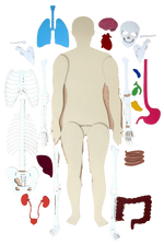 Load image into Gallery viewer, Human Body 93cm (skeleton and organs), Anatomy board, Human body Montessori science play set - جسم الإنسان كامل 93 سم

