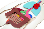 Load image into Gallery viewer, Human Body 93cm (skeleton and organs), Anatomy board, Human body Montessori science play set - جسم الإنسان كامل 93 سم
