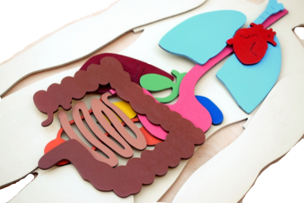 Human Body 93cm (skeleton and organs), Anatomy board, Human body Montessori science play set - جسم الإنسان كامل 93 سم