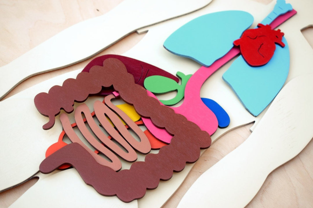 Human Body 63cm (skeleton and organs), Anatomy board, Human body Montessori science play set. - جسم الإنسان كامل 63 سم