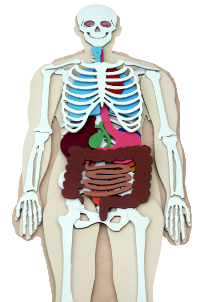 Human Body 93cm (skeleton and organs), Anatomy board, Human body Montessori science play set - جسم الإنسان كامل 93 سم