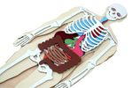Load image into Gallery viewer, Human Body 93cm (skeleton and organs), Anatomy board, Human body Montessori science play set - جسم الإنسان كامل 93 سم
