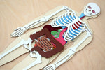 Load image into Gallery viewer, Human Body 63cm (skeleton and organs), Anatomy board, Human body Montessori science play set. - جسم الإنسان كامل 63 سم

