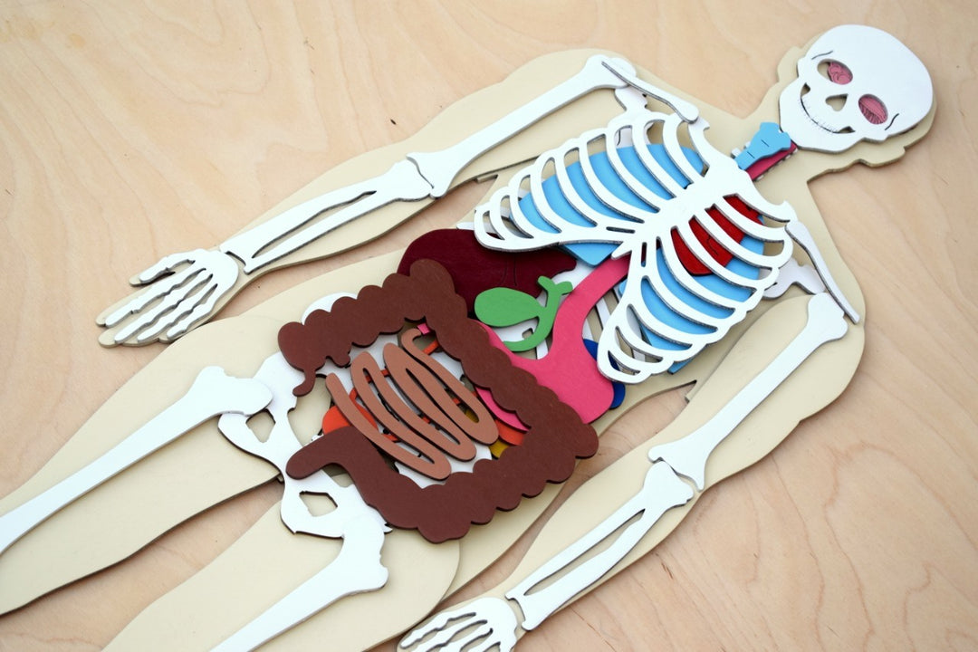 Human Body 63cm (skeleton and organs), Anatomy board, Human body Montessori science play set. - جسم الإنسان كامل 63 سم