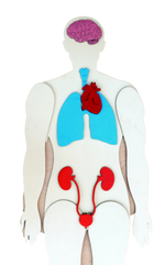 Load image into Gallery viewer, Human Body 93cm (skeleton and organs), Anatomy board, Human body Montessori science play set - جسم الإنسان كامل 93 سم
