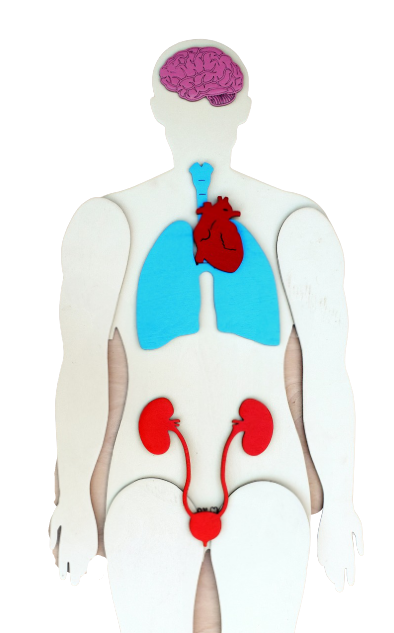 Human Body 93cm (skeleton and organs), Anatomy board, Human body Montessori science play set - جسم الإنسان كامل 93 سم