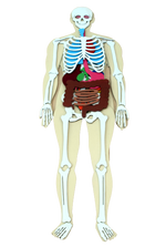 Load image into Gallery viewer, Human Body 93cm (skeleton and organs), Anatomy board, Human body Montessori science play set - جسم الإنسان كامل 93 سم
