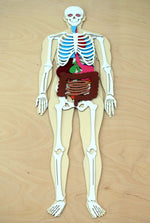 Load image into Gallery viewer, Human Body 63cm (skeleton and organs), Anatomy board, Human body Montessori science play set. - جسم الإنسان كامل 63 سم
