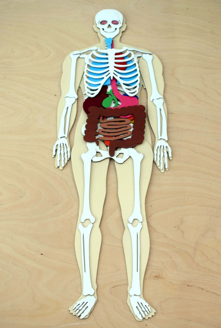 Human Body 63cm (skeleton and organs), Anatomy board, Human body Montessori science play set. - جسم الإنسان كامل 63 سم