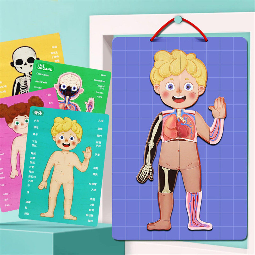 BODY MYSTERY MAGNETIC STICK - 90 pcs - بازل جسم الإنسان مغناطيسي -  90 قطعة