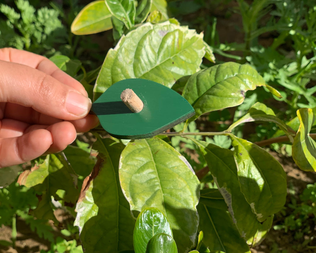Wooden Botany Leaf Puzzle - natural wood - non-toxic - handmade  -  بازل ورق الشجر انجليزي