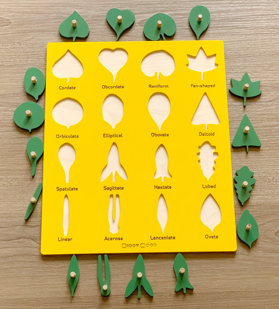 Wooden Botany Leaf Puzzle - natural wood - non-toxic - handmade  -  بازل ورق الشجر انجليزي