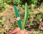 Load image into Gallery viewer, Wooden Botany Leaf Puzzle - natural wood - non-toxic - handmade  -  بازل ورق الشجر انجليزي
