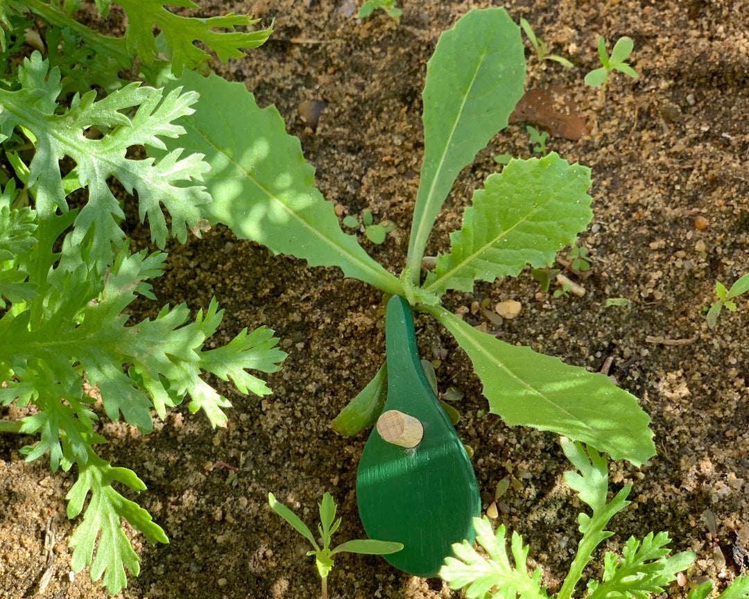 Wooden Botany Leaf Puzzle - natural wood - non-toxic - handmade  -  بازل ورق الشجر انجليزي