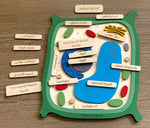 Load image into Gallery viewer, Plant cell model - natural wood - الخلية النباتية - خشب طبيعي
