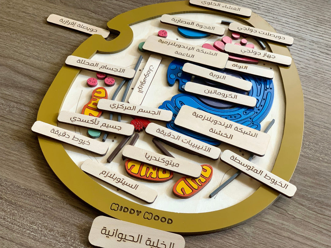 Animal cell model, natural wood - الخلية الحيوانية - خشب طبيعي