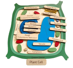 Load image into Gallery viewer, Plant cell model - natural wood - الخلية النباتية - خشب طبيعي
