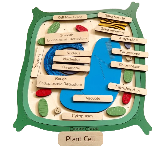 Plant cell model - natural wood - الخلية النباتية - خشب طبيعي