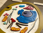 Load image into Gallery viewer, Animal cell model, natural wood - الخلية الحيوانية - خشب طبيعي
