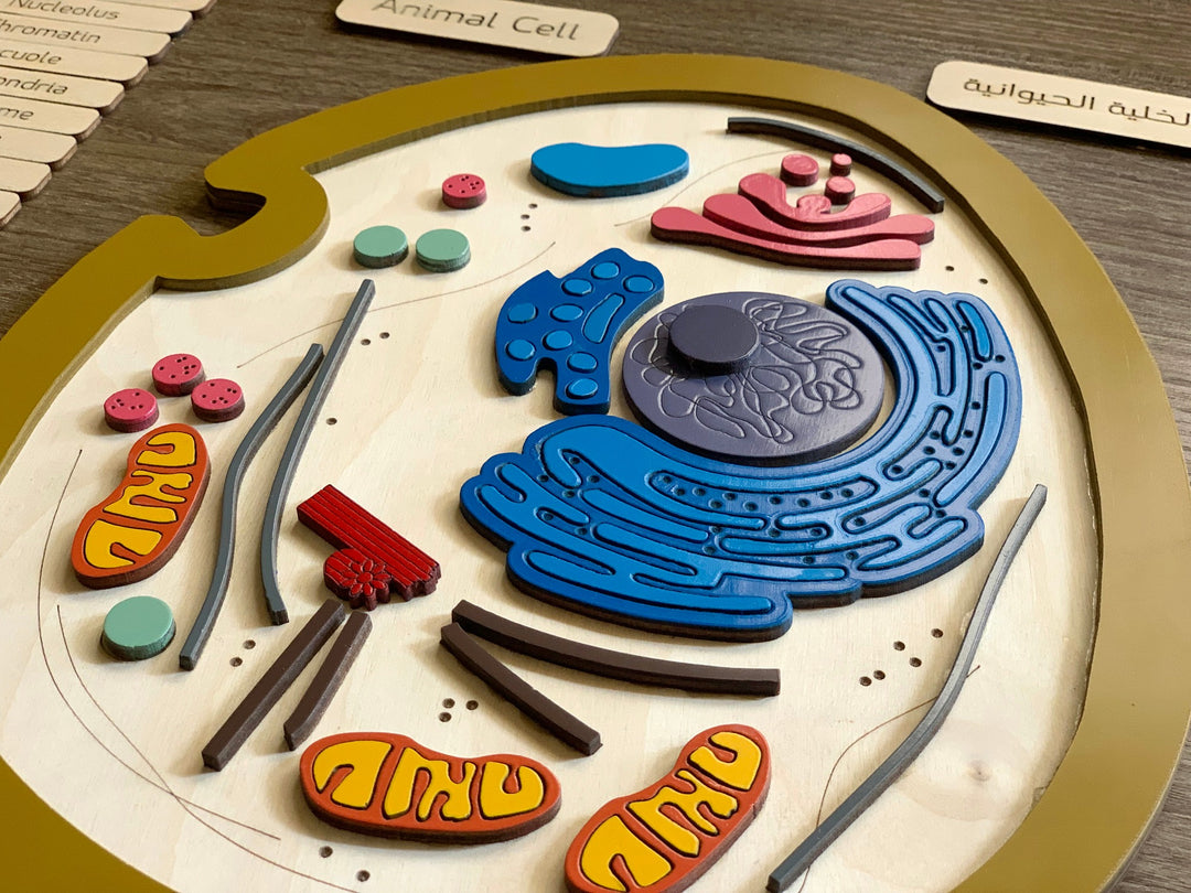 Animal cell model, natural wood - الخلية الحيوانية - خشب طبيعي