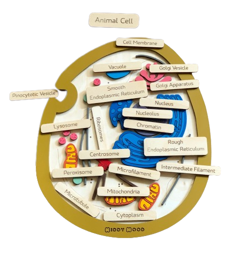 Animal cell model, natural wood - الخلية الحيوانية - خشب طبيعي
