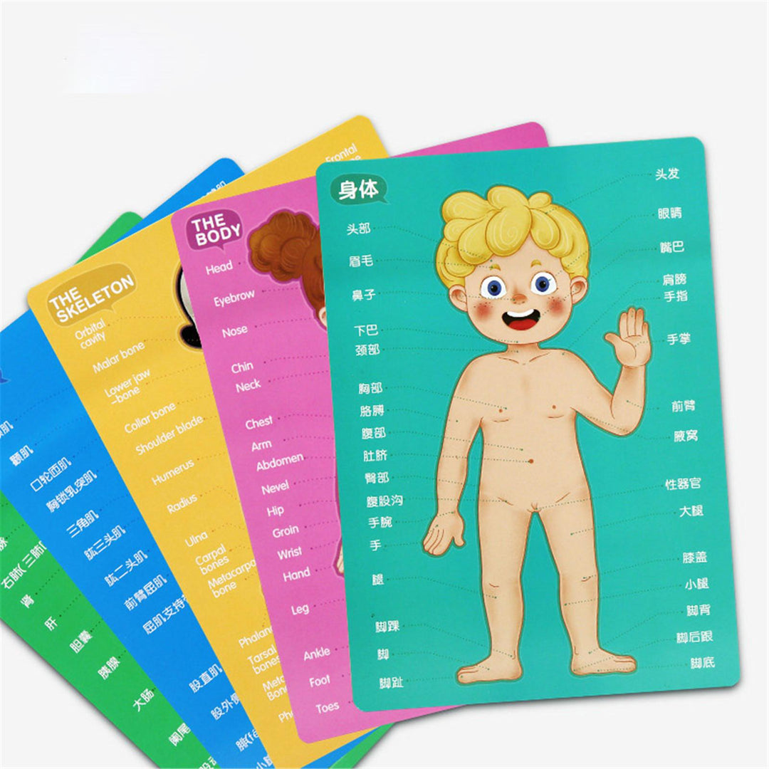 BODY MYSTERY MAGNETIC STICK - 90 pcs - بازل جسم الإنسان مغناطيسي -  90 قطعة