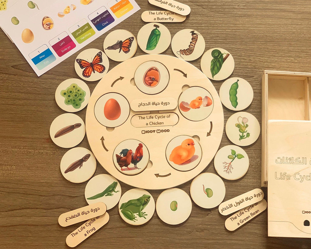 Life Cycle puzzle Board with wooden box - natural wood - non-toxic - handmade