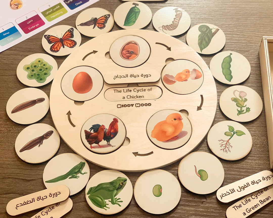 Life Cycle puzzle Board with wooden box - natural wood - non-toxic - handmade