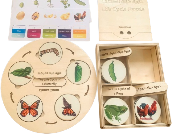 Life Cycle puzzle Board with wooden box - natural wood - non-toxic - handmade