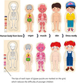 Load image into Gallery viewer, Human body wooden matching puzzle - boy

