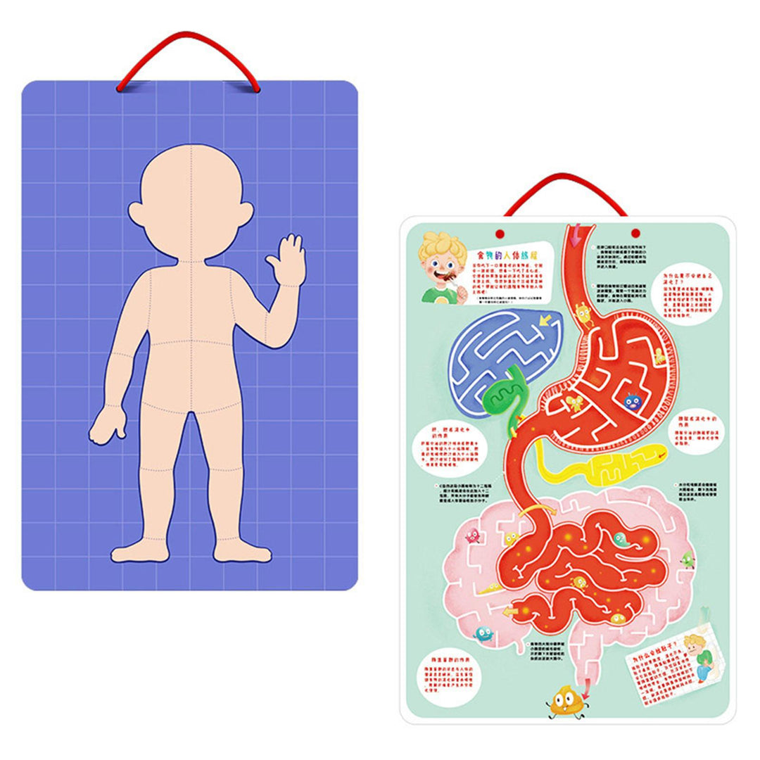 BODY MYSTERY MAGNETIC STICK - 90 pcs - بازل جسم الإنسان مغناطيسي -  90 قطعة