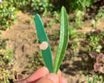 Load image into Gallery viewer, Wooden Botany Leaf Puzzle- Arabic Language - natural wood - non-toxic - handmade - بازل أوراق الشجر - عربي - خشب طبيعي
