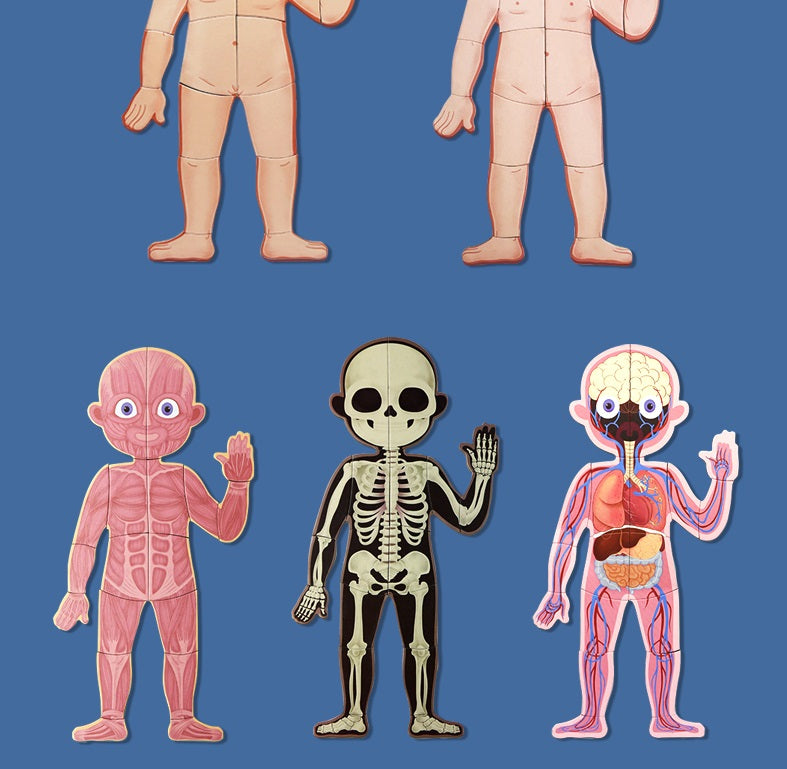 BODY MYSTERY MAGNETIC STICK - 90 pcs - بازل جسم الإنسان مغناطيسي -  90 قطعة