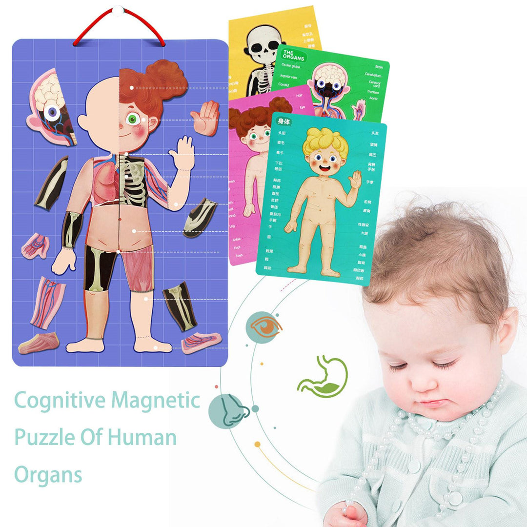 BODY MYSTERY MAGNETIC STICK - 90 pcs - بازل جسم الإنسان مغناطيسي -  90 قطعة