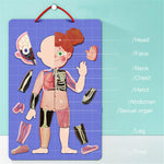 Load image into Gallery viewer, BODY MYSTERY MAGNETIC STICK - 90 pcs - بازل جسم الإنسان مغناطيسي -  90 قطعة
