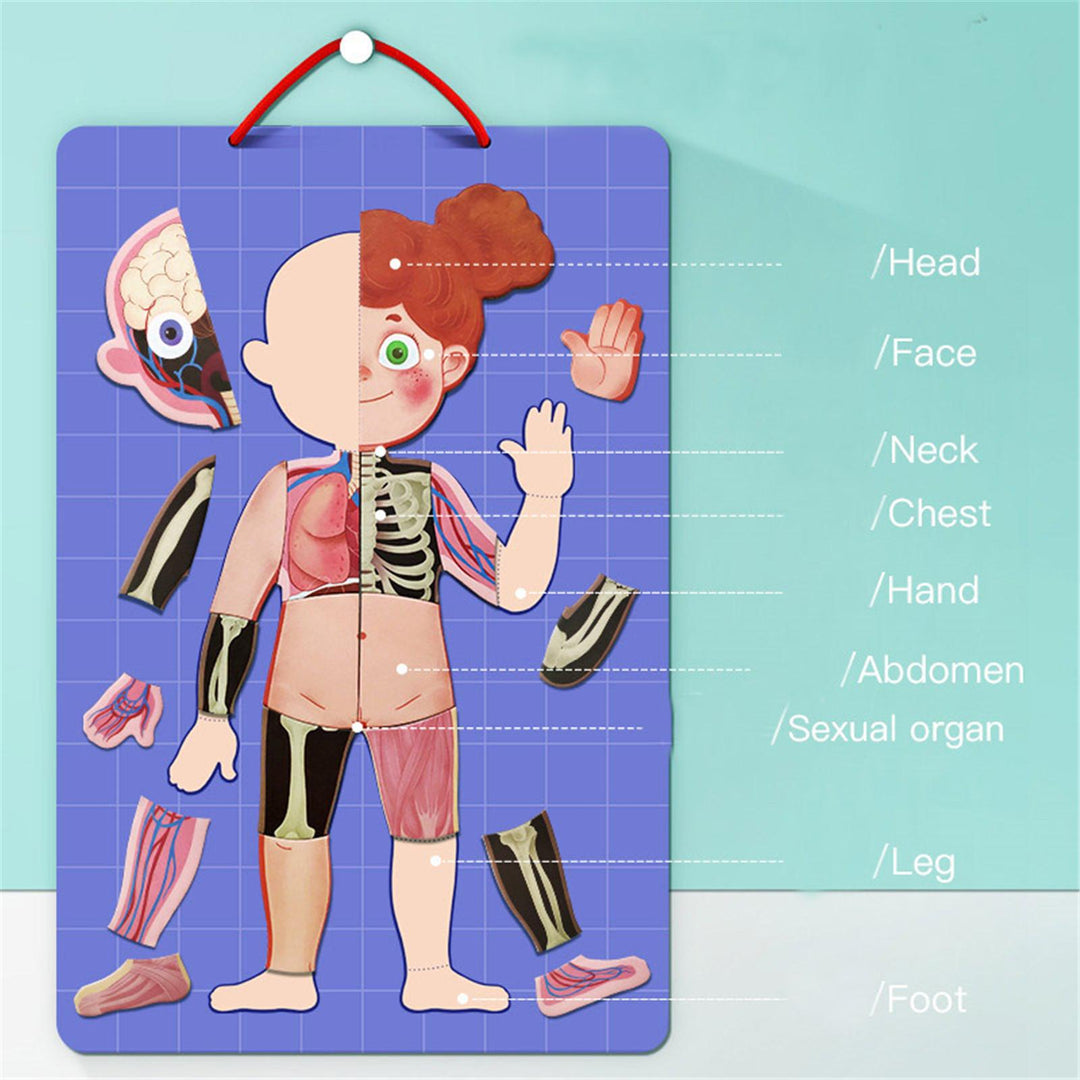 BODY MYSTERY MAGNETIC STICK - 90 pcs - بازل جسم الإنسان مغناطيسي -  90 قطعة