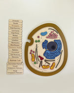 Load and play video in Gallery viewer, Animal cell model, natural wood - الخلية الحيوانية - خشب طبيعي
